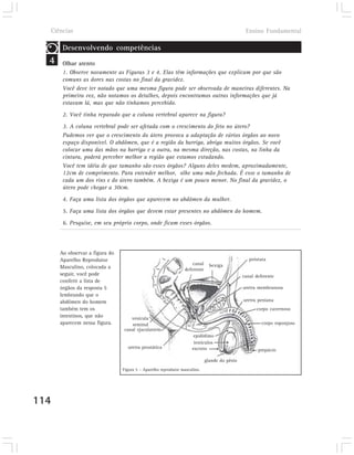 Ciências                                                                                     Ensino Fundamental

       Desenvolvendo competências
  4    Olhar atento
       1. Observe novamente as Figuras 3 e 4. Elas têm informações que explicam por que são
       comuns as dores nas costas no final da gravidez.
       Você deve ter notado que uma mesma figura pode ser observada de maneiras diferentes. Na
       primeira vez, não notamos os detalhes, depois encontramos outras informações que já
       estavam lá, mas que não tínhamos percebido.
       2. Você tinha reparado que a coluna vertebral aparece na figura?
       3. A coluna vertebral pode ser afetada com o crescimento do feto no útero?
       Pudemos ver que o crescimento do útero provoca a adaptação de vários órgãos ao novo
       espaço disponível. O abdômen, que é a região da barriga, abriga muitos órgãos. Se você
       colocar uma das mãos na barriga e a outra, na mesma direção, nas costas, na linha da
       cintura, poderá perceber melhor a região que estamos estudando.
       Você tem idéia de que tamanho são esses órgãos? Alguns deles medem, aproximadamente,
       12cm de comprimento. Para entender melhor, olhe uma mão fechada. É esse o tamanho de
       cada um dos rins e do útero também. A bexiga é um pouco menor. No final da gravidez, o
       útero pode chegar a 30cm.

       4. Faça uma lista dos órgãos que aparecem no abdômen da mulher.
       5. Faça uma lista dos órgãos que devem estar presentes no abdômen do homem.
       6. Pesquise, em seu próprio corpo, onde ficam esses órgãos.




      Ao observar a figura do
      Aparelho Reprodutor                                                                        próstata
                                                                    canal     bexiga
      Masculino, colocada a                                     deferente
      seguir, você pode                                                                       canal deferente
      conferir a lista de
      órgãos da resposta 5                                                                    uretra membranosa
      lembrando que o
      abdômen do homem                                                                        uretra peniana
      também tem os                                                                                 corpo cavernoso
      intestinos, que não          vesícula
      aparecem nessa figura.       seminal                                                             corpo esponjoso
                                canal ejaculatório
                                                                     epidídimo
                                                                     testículos
                                  uretra prostática                 escroto                          prepúcio

                                                                            glande do pênis
                                Figura 5 – Aparelho reprodutor masculino.




114
 