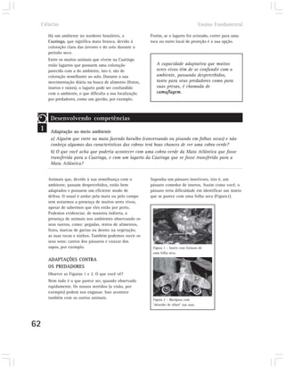 Ciências                                                                               Ensino Fundamental

        Há um ambiente no nordeste brasileiro, a            Porém, se o lagarto for avistado, correr para uma
        Caatinga, que significa mata branca, devido à       toca ou outro local de proteção é a sua opção.
        coloração clara das árvores e do solo durante o
        período seco.
        Entre os muitos animais que vivem na Caatinga
        estão lagartos que possuem uma coloração               A capacidade adaptativa que muitos
        parecida com a do ambiente, isto é, são de             seres vivos têm de se confundir com o
        coloração semelhante ao solo. Durante a sua            ambiente, passando despercebidos,
        movimentação diária na busca de alimento (frutos,      tanto para seus predadores como para
        insetos e raízes), o lagarto pode ser confundido       suas presas, é chamada de
        com o ambiente, o que dificulta a sua localização      camuflagem.
        por predadores, como um gavião, por exemplo.



         Desenvolvendo competências
 1       Adaptação ao meio ambiente
         a) Alguém que entre na mata fazendo barulho (conversando ou pisando em folhas secas) e não
         conheça algumas das características das cobras terá boas chances de ver uma cobra-verde?
         b) O que você acha que poderia acontecer com uma cobra-verde da Mata Atlântica que fosse
         transferida para a Caatinga, e com um lagarto da Caatinga que se fosse transferido para a
         Mata Atlântica?


        Animais que, devido à sua semelhança com o          Suponha um pássaro insetívoro, isto é, um
        ambiente, passam despercebidos, estão bem           pássaro comedor de insetos. Assim como você, o
        adaptados e possuem um eficiente modo de            pássaro teria dificuldade em identificar um inseto
        defesa. O usual é andar pela mata ou pelo campo     que se parece com uma folha seca (Figura1).
        sem notarmos a presença de muitos seres vivos,
        apesar de sabermos que eles estão por perto.
        Podemos evidenciar, de maneira indireta, a
        presença de animais nos ambientes observando os
        seus rastros, como: pegadas, restos de alimentos,
        fezes, marcas de garras ou dentes na vegetação,
        as suas tocas e ninhos. Também podemos ouvir os
        seus sons: cantos dos pássaros e coaxar dos
        sapos, por exemplo.                                  Figura 1 – Inseto com formato de
                                                             uma folha seca.

        ADAPTAÇÕES CONTRA
        OS PREDADORES
        Observe as Figuras 1 e 2. O que você vê?
        Nem tudo é o que parece ser, quando observado
        rapidamente. Os nossos sentidos (a visão, por
        exemplo) podem nos enganar. Isso acontece
        também com os outros animais.                        Figura 2 – Mariposa com
                                                             “desenho de olhos” nas asas.




62
 
