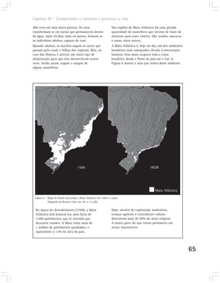 Capítulo III – Compreender a natureza e preservar a vida

400 ovos em uma única postura. Os ovos                            Nas regiões de Mata Atlântica há uma grande
transformam-se em larvas que permanecem dentro                    quantidade de mamíferos que servem de fonte de
da água. Após 10 dias, mais ou menos, formam-se                   alimento para esses insetos. São veados, macacos
os indivíduos adultos, capazes de voar.                           e antas, entre outros.
Quando adultos, os machos sugam os sucos que                      A Mata Atlântica é, hoje em dia, um dos ambientes
passam pelo caule e folhas dos vegetais. Mas, no                  brasileiros mais ameaçados, devido à intervenção
caso das fêmeas, é preciso um outro tipo de                       humana. Essa mata ocupava toda a costa
alimentação para que elas desenvolvam tantos                      brasileira, desde o Norte do país até o Sul. A
ovos. Sendo assim, sugam o sangue de                              Figura 6 mostra a área que restou desse ambiente.
alguns mamíferos.




                                     1500                                                   HOJE




                                                                                                Mata Atlântica
 Figura 6 – Mapa do Brasil mostrando a Mata Atlântica em 1500 e a atual.
            Adaptado da Revista Veja, ano 30, n. 5. p.80.


  Na época do descobrimento (1500), a Mata                        Hoje, séculos de exploração madeireira,
  Atlântica (em branco) era uma faixa de                          avanço agrícola e crescimento urbano
  3.500 quilômetros, que se estendia por                          destruíram mais de 90% da mata original.
  dezessete estados. A Mata tinha mais de                         A maior parte do que restou permanece em
  1 milhão de quilômetros quadrados, o                            serras inacessíveis.
  equivalente a 12% da área do país.




                                                                                                                      65
 