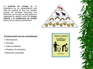 La  pirámide de energía  de un ecosistema es un representación que trata de explicar el flujo de energía, cuando los animales consumen sus alimentos, por lo tanto en esta grafica se representa la relación entre los  niveles tróficos y la trasferencia de energía  dentro de una cadenas alimentaría. Conservación de los ecosistemas Reforestación Reciclaje Cultura ambiental Respeto a la naturaleza. Desarrollo sustentable 