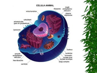 CELULA ANIMAL 