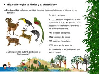 Riqueza biológica de México y su conservación La  Biodiversidad  es la gran cantidad de seres vivos que habitan en el planeta en un territorio   En México existen: 30 000 especies de plantas, lo que representa el 10% del planeta.  449 especies de mamíferos terrestres y 41 mamíferos marinos.  717 especies de reptiles. 2122 especies de peces 290 especies de anfibios 1060 especies de aves, etc. El conteo de la biodiversidad, aun es incompleto.  ¿Cómo podemos evitar la perdida de la Biodiversidad? 