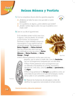 Ciencias Naturales y Educación Ambiental
10
1. Con tus compañeros discute sobre las siguientes preguntas:
¿Podemos ver todos los seres vivos que están a nuestro
alrededor?
Si no podemos ver algunos, ¿cómo sabemos que existen?
¿Pueden nombrar algunos seres vivos que no podemos ver a
simple vista?
2. Lean en voz alta el siguiente texto:
En la naturaleza existen muchos seres vivos.
A algunos, como las plantas, los animales
y el ser humano, los reconocemos
fácilmente a nuestro alrededor porque son
macroscópicos, lo que significa que son
de tamaño grande. Ellos pertenecen al
Reino Vegetal y al Reino Animal.
Pero hay muchos otros seres vivos que se
han clasificado en otros tres reinos: el Reino
Mónera, el Reino Protista y el Reino
Hongo o Fungi.
Al Reino Mónera pertenecen muchos seres vivos muy
pequeños, que no vemos a simple vista, como las bacterias
que son microorganismos compuestos por una sola célula.
Al Reino Protista pertenecen otros microorganismos que
son diferentes a las bacterias en su forma, movimiento y
reproducción, entre otras, como las amibas, el paramecio y
las algas.
Al Reino Fungi pertenecen los hongos que podemos comer, así
como todos los que vemos en el suelo de los bosques, muchos
de los cuales no son comestibles y pueden ser tóxicos.
3. Observen las ilustraciones de esta página y traten de
identificar los organismos mencionados en el texto anterior.
Reinos Mónera y Protista
Guía 1
A
Paramecio.
En la naturaleza existen muchos seres vivos.
A algunos, como las plantas, los animales
fácilmente a nuestro alrededor porque son
macroscópicos, lo que significa que son
.
Pero hay muchos otros seres vivos que se
Reino
Reino
Alga Parda.
 