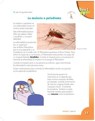 Unidad 1- Guía 1 A
11
1. Lee el siguiente texto:
La malaria o paludismo
La malaria o paludismo es
una enfermedad común en
muchos países tropicales.
Esta enfermedad produce
dolor de cabeza, fiebre
y escalofrío, y una gran
debilidad.
La enfermedad es producida
por un organismo
que se llama Plasmodium,
que es muy pequeñito y no
lo podemos ver a simple vista. El Plasmodium pertenece al Reino Protista. Para
entrar al cuerpo de un ser humano, el Plasmodium entra primero al cuerpo de
un mosquito llamado Anofeles. Cuando el mosquito pica a una persona le
transmite la enfermedad al introducir en la sangre el Plasmodium.
Cuando el mosquito pica a una persona ya enferma, sigue transmitiendo
la enfermedad a otras personas sanas.
Existen medicamentos para controlar la enfermedad cuando una persona
ya ha adquirido el paludismo.
Una forma de prevenir la
transmisión es no dejando que
haya muchos mosquitos Anofeles,
por ejemplo, evitando la formación
de charcos y lugares donde estos
mosquitos crecen. O evitando
las picaduras. También se están
haciendo estudios para producir
una vacuna contra el paludismo.
Guía 1
B
Mosquito Anofeles.
Unidad 1- Guía 1 B
 