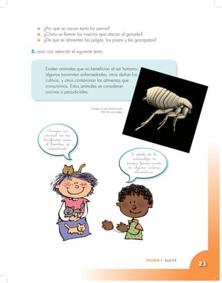 Unidad 1- Guía 1 A
21
¿Por qué se rascan tanto los perros?
¿Cómo se llaman los insectos que atacan al ganado?
¿De qué se alimentan las pulgas, los piojos y las garrapatas?
5. Lean con atención el siguiente texto:
Existen animales que no benefician al ser humano,
algunos transmiten enfermedades, otros dañan los
cultivos, y otros contaminan los alimentos que
consumimos. Estos animales se consideran
nocivos o perjudiciales.
Aunque un
animal no sea
beneficioso para
el hombre, es
importante.
Unidad 1- Guía 3 A
Si existe en la
naturaleza es
porque forma parte
de alguna cadena
alimenticia.
Imagen en tres dimensiones
(3D) de una pulga.
 