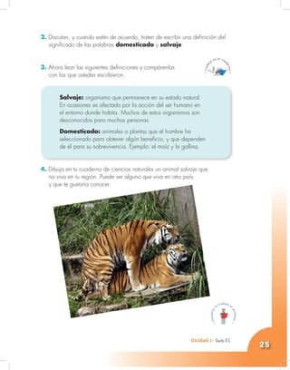 Unidad 1- Guía 1 A
25
Unidad 1- Guía 3 C
2. Discutan, y cuando estén de acuerdo, traten de escribir una definición del
significado de las palabras domesticado y salvaje.
3. Ahora lean las siguientes definiciones y compárenlas
con las que ustedes escribieron:
Salvaje: organismo que permanece en su estado natural.
En ocasiones es afectado por la acción del ser humano en
el entorno donde habita. Muchos de estos organismos son
desconocidos para muchas personas.
Domesticado: animales o plantas que el hombre ha
seleccionado para obtener algún beneficio, y que dependen
de él para su sobrevivencia. Ejemplo: el maíz y la gallina.
4. Dibuja en tu cuaderno de ciencias naturales un animal salvaje que
no viva en tu región. Puede ser alguno que viva en otro país
y que te gustaría conocer.
 
