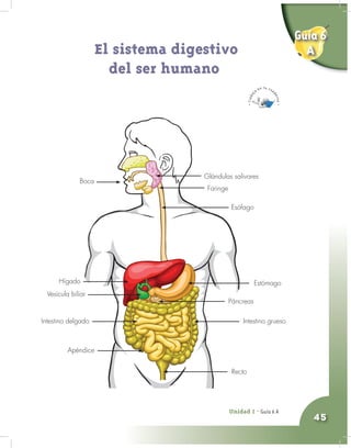 Unidad 2 - Guía 4 A
45
Unidad 2 - Guía 6 A
El sistema digestivo
del ser humano
Esófago
Estómago
Páncreas
Intestino grueso
Recto
Boca
Glándulas salivares
Hígado
Vesícula biliar
Intestino delgado
Apéndice
Faringe
Guía 6
A
 