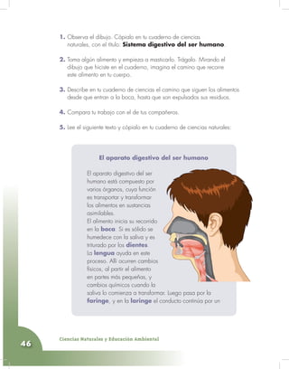 Ciencias Naturales y Educación Ambiental
46
1. Observa el dibujo. Cópialo en tu cuaderno de ciencias
naturales, con el título: Sistema digestivo del ser humano.
2. Toma algún alimento y empieza a masticarlo. Trágalo. Mirando el
dibujo que hiciste en el cuaderno, imagina el camino que recorre
este alimento en tu cuerpo.
3. Describe en tu cuaderno de ciencias el camino que siguen los alimentos
desde que entran a la boca, hasta que son expulsados sus residuos.
4. Compara tu trabajo con el de tus compañeros.
5. Lee el siguiente texto y cópialo en tu cuaderno de ciencias naturales:
El aparato digestivo del ser humano
El aparato digestivo del ser
humano está compuesto por
varios órganos, cuya función
es transportar y transformar
los alimentos en sustancias
asimilables.
El alimento inicia su recorrido
en la boca. Si es sólido se
humedece con la saliva y es
triturado por los dientes.
La lengua ayuda en este
proceso. Allí ocurren cambios
físicos, al partir el alimento
en partes más pequeñas, y
cambios químicos cuando la
saliva lo comienza a transformar. Luego pasa por la
faringe, y en la laringe el conducto continúa por un
 