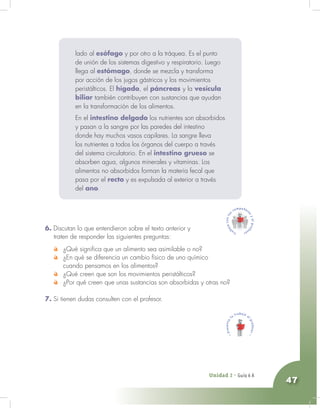 Unidad 2 - Guía 4 A
47
lado al esófago y por otro a la tráquea. Es el punto
de unión de los sistemas digestivo y respiratorio. Luego
llega al estómago, donde se mezcla y transforma
por acción de los jugos gástricos y los movimientos
peristálticos. El hígado, el páncreas y la vesícula
biliar también contribuyen con sustancias que ayudan
en la transformación de los alimentos.
En el intestino delgado los nutrientes son absorbidos
y pasan a la sangre por las paredes del intestino
donde hay muchos vasos capilares. La sangre lleva
los nutrientes a todos los órganos del cuerpo a través
del sistema circulatorio. En el intestino grueso se
absorben agua, algunos minerales y vitaminas. Los
alimentos no absorbidos forman la materia fecal que
pasa por el recto y es expulsada al exterior a través
del ano.
6. Discutan lo que entendieron sobre el texto anterior y
traten de responder las siguientes preguntas:
¿Qué significa que un alimento sea asimilable o no?
¿En qué se diferencia un cambio físico de uno químico
cuando pensamos en los alimentos?
¿Qué creen que son los movimientos peristálticos?
¿Por qué creen que unas sustancias son absorbidas y otras no?
7. Si tienen dudas consulten con el profesor.
Unidad 2 - Guía 6 A
 