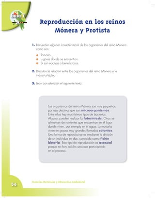 Ciencias Naturales y Educación Ambiental
56
Guía 7
A
1. Recuerden algunas características de los organismos del reino Mónera
como son:
Tamaño.
Lugares donde se encuentran.
Si son nocivos o beneficiosos.
2. Discutan la relación entre los organismos del reino Mónera y la
industria láctea.
3. Lean con atención el siguiente texto:
Reproducción en los reinos
Mónera y Protista
Los organismos del reino Mónera son muy pequeños,
por eso decimos que son microorganismos.
Entre ellos hay muchísimos tipos de bacterias.
Algunas pueden realizar la fotosíntesis. Otras se
alimentan de nutrientes que encuentran en el lugar
donde viven, por ejemplo en el agua. La mayoría
viven en grupos muy grandes llamados colonias.
Una forma de reproducirse es mediante la división
de un individuo en dos, conocida como fisión
binaria. Este tipo de reproducción es asexual
porque no hay células sexuales participando
en el proceso.
 