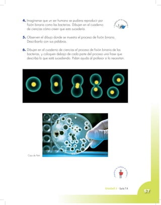 Unidad 3 - Guía 7 A
57
4. Imagínense que un ser humano se pudiera reproducir por
fisión binaria como las bacterias. Dibujen en el cuaderno
de ciencias cómo creen que esto sucedería.
5. Observen el dibujo donde se muestra el proceso de fisión binaria.
Descríbanlo con sus palabras.
6. Dibujen en el cuaderno de ciencias el proceso de fisión binaria de las
bacterias, y coloquen debajo de cada parte del proceso una frase que
describa lo que está sucediendo. Pidan ayuda al profesor si lo necesitan.
Caja de Petri.
 