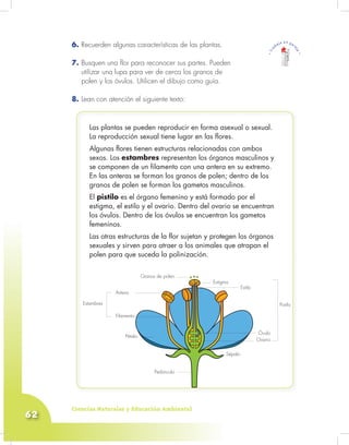 Ciencias Naturales y Educación Ambiental
62
6. Recuerden algunas características de las plantas.
7. Busquen una flor para reconocer sus partes. Pueden
utilizar una lupa para ver de cerca los granos de
polen y los óvulos. Utilicen el dibujo como guía.
8. Lean con atención el siguiente texto:
Las plantas se pueden reproducir en forma asexual o sexual.
La reproducción sexual tiene lugar en las flores.
Algunas flores tienen estructuras relacionadas con ambos
sexos. Los estambres representan los órganos masculinos y
se componen de un filamento con una antera en su extremo.
En las anteras se forman los granos de polen; dentro de los
granos de polen se forman los gametos masculinos.
El pistilo es el órgano femenino y está formado por el
estigma, el estilo y el ovario. Dentro del ovario se encuentran
los óvulos. Dentro de los óvulos se encuentran los gametos
femeninos.
Las otras estructuras de la flor sujetan y protegen los órganos
sexuales y sirven para atraer a los animales que atrapan el
polen para que suceda la polinización.
Óvulo
Granos de polen
Pistilo
Sépalo
Filamento
Antera
Estambres
Ovario
Pedúnculo
Pétalo
Estigma
Estilo
 