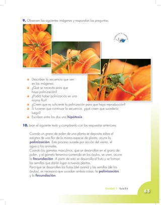 Unidad 3 - Guía 7 A
63
9. Observen las siguientes imágenes y respondan las preguntas:
Describan la secuencia que ven
en las imágenes.
¿Qué se necesita para que
haya polinización?
¿Podrá haber polinización en una
misma flor?
¿Creen que es suficiente la polinización para que haya reproducción?
Si tuvieran que continuar la secuencia, ¿qué creen que sucedería
luego?
Escriban entre los dos una hipótesis.
10. Lean el siguiente texto y compárenlo con las respuestas anteriores:
Cuando un grano de polen de una planta se deposita sobre el
estigma de una flor de la misma especie de planta, ocurre la
polinización. Este proceso sucede por acción del viento, el
agua o los animales.
Cuando los gametos masculinos, que se desarrollan en el grano de
polen, y el gameto femenino contenido en los óvulos, se unen, ocurre
la fecundación. A partir de esto se desarrolla el fruto y se forman
las semillas que darán lugar a nuevas plantas.
Para que se desarrollen los frutos (del ovario) y las semillas (de los
óvulos), es necesario que sucedan ambas cosas: la polinización
y la fecundación.
Unidad 3 - Guía 8 A
¿Creen que es suficiente la polinización para que haya reproducción?
 