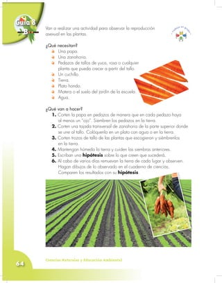 Ciencias Naturales y Educación Ambiental
64
Van a realizar una actividad para observar la reproducción
asexual en las plantas.
¿Qué necesitan?
Una papa.
Una zanahoria.
Pedazos de tallos de yuca, rosa o cualquier
planta que pueda crecer a partir del tallo.
Un cuchillo.
Tierra.
Plato hondo.
Matera o el suelo del jardín de la escuela.
Agua.
¿Qué van a hacer?
1. Corten la papa en pedazos de manera que en cada pedazo haya
al menos un “ojo”. Siembren los pedazos en la tierra.
2. Corten una tajada transversal de zanahoria de la parte superior donde
se une al tallo. Colóquenla en un plato con agua o en la tierra.
3. Corten trozos de tallo de las plantas que escogieron y siémbrenlos
en la tierra.
4. Mantengan húmeda la tierra y cuiden las siembras anteriores.
5. Escriban una hipótesis sobre lo que creen que sucederá.
6. Al cabo de varios días remuevan la tierra de cada lugar y observen.
Hagan dibujos de lo observado en el cuaderno de ciencias.
Comparen los resultados con su hipótesis..
Van a realizar una actividad para observar la reproducción
asexual en las plantas.
¿Qué necesitan?
Guía 8
B
 