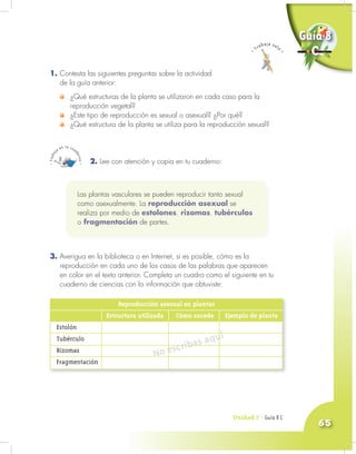 Unidad 3 - Guía 7 A
65
1. Contesta las siguientes preguntas sobre la actividad
de la guía anterior:
¿Qué estructuras de la planta se utilizaron en cada caso para la
reproducción vegetal?
¿Este tipo de reproducción es sexual o asexual? ¿Por qué?
¿Qué estructura de la planta se utiliza para la reproducción sexual?
2. Lee con atención y copia en tu cuaderno:
Unidad 3 - Guía 8 C
Las plantas vasculares se pueden reproducir tanto sexual
como asexualmente. La reproducción asexual se
realiza por medio de estolones, rizomas, tubérculos
o fragmentación de partes.
3. Averigua en la biblioteca o en Internet, si es posible, cómo es la
reproducción en cada uno de los casos de las palabras que aparecen
en color en el texto anterior. Completa un cuadro como el siguiente en tu
cuaderno de ciencias con la información que obtuviste:
Reproducción asexual en plantas
Estructura utilizada Cómo sucede Ejemplo de planta
Estolón
Tubérculo
Rizomas
Fragmentación
No escribas aquí
Guía 8
C
 