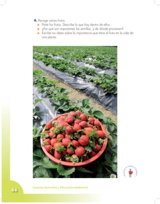 Ciencias Naturales y Educación Ambiental
66
4. Recoge varios frutos.
Parte los frutos. Describe lo que hay dentro de ellos.
¿Por qué son importantes las semillas, y de dónde provienen?
Escribe tus ideas sobre la importancia que tiene el fruto en la vida de
una planta.
 