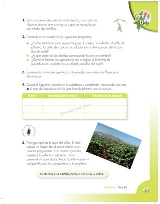 Unidad 3 - Guía 7 A
67
1. En tu cuaderno de ciencias naturales haz una lista de
algunas plantas que conozcas y que se reproduzcan
por medio de semillas.
2. Contesta en tu cuaderno las siguientes preguntas:
¿Cómo siembran en tu región la yuca, la papa, la cebolla, el café, el
plátano, la caña de azúcar o cualquier otro cultivo propio de la zona
donde vives?
¿A qué parte de las plantas corresponde lo que se siembra?
¿Cómo le llaman los agricultores de tu región a la forma de
reproducción, cuando no se utilizan semillas del fruto?
3. Enumera los animales que hayas observado que visitan las flores para
alimentarse.
4. Copia el siguiente cuadro en tu cuaderno y complétalo, marcando con una
x el tipo de reproducción de una lista de plantas que tú escojas:
Unidad 3 - Guía 8 D
Planta Reproducción sexual Reproducción asexual
No escribas aquí
5. Averigua qué es la roya del cáfe. Si este
cultivo es propio de la zona donde vives,
puedes preguntarle a un adulto agricultor.
Investiga los efectos que tiene, cómo
prevenirla y controlarla. Anota la información y
compártela con tus compañeros y el profesor.
Cuidemos esta cartilla porque nos sirve a todos.
Guía 8
D
 