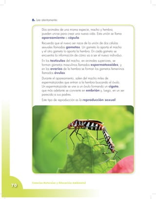 Ciencias Naturales y Educación Ambiental
70
6. Lee atentamente:
Dos animales de una misma especie, macho y hembra,
pueden unirse para crear una nueva vida. Esta unión se llama
apareamiento o cópula.
Recuerda que el nuevo ser nace de la unión de dos células
sexuales llamadas gametos. Un gameto lo aporta el macho
y el otro gameto lo aporta la hembra. En cada gameto se
encuentra la información de cómo va a ser el nuevo individuo.
En los testículos del macho, en animales superiores, se
forman gametos masculinos llamados espermatozoides, y
en los ovarios de la hembra se forman los gametos femeninos
llamados óvulos.
Durante el apareamiento, salen del macho miles de
espermatozoides que entran a la hembra buscando el óvulo.
Un espermatozoide se une a un óvulo formando un cigoto,
que más adelante se convierte en embrión y, luego, en un ser
parecido a sus padres.
Este tipo de reproducción es la reproducción sexual.
Dos animales de una misma especie, macho y hembra,
pueden unirse para crear una nueva vida. Esta unión se llama
apareamiento o cópula.
Recuerda que el nuevo ser nace de la unión de dos células
sexuales llamadas gametos. Un gameto lo aporta el macho
y el otro gameto lo aporta la hembra. En cada gameto se
encuentra la información de cómo va a ser el nuevo individuo.
En los testículos del macho, en animales superiores, se
forman gametos masculinos llamados espermatozoides, y
en los ovarios de la hembra se forman los gametos femeninos
llamados óvulos.
Durante el apareamiento, salen del macho miles de
espermatozoides que entran a la hembra buscando el óvulo.
Un espermatozoide se une a un óvulo formando un cigoto,
que más adelante se convierte en embrión y, luego, en un ser
parecido a sus padres.
Este tipo de reproducción es la reproducción sexual.
 
