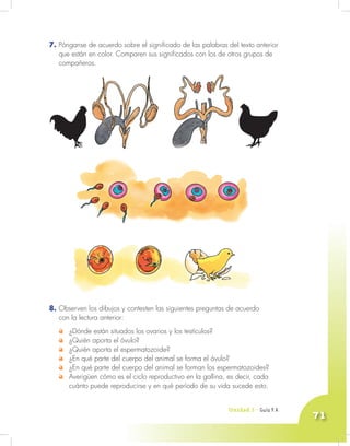 Unidad 3 - Guía 7 A
71
7. Pónganse de acuerdo sobre el significado de las palabras del texto anterior
que están en color. Comparen sus significados con los de otros grupos de
compañeros.
Unidad 3 - Guía 9 A
8. Observen los dibujos y contesten las siguientes preguntas de acuerdo
con la lectura anterior:
¿Dónde están situados los ovarios y los testículos?
¿Quién aporta el óvulo?
¿Quién aporta el espermatozoide?
¿En qué parte del cuerpo del animal se forma el óvulo?
¿En qué parte del cuerpo del animal se forman los espermatozoides?
Averigüen cómo es el ciclo reproductivo en la gallina, es decir, cada
cuánto puede reproducirse y en qué período de su vida sucede esto.
 