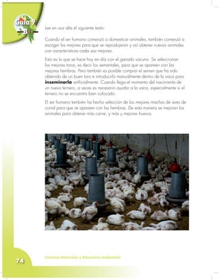 Ciencias Naturales y Educación Ambiental
74
Lee en voz alta el siguiente texto:
Cuando el ser humano comenzó a domesticar animales, también comenzó a
escoger los mejores para que se reprodujeran y así obtener nuevos animales
con características cada vez mejores.
Esto es lo que se hace hoy en día con el ganado vacuno. Se seleccionan
los mejores toros, es decir los sementales, para que se apareen con las
mejores hembras. Pero también es posible comprar el semen que ha sido
obtenido de un buen toro e introducirlo manualmente dentro de la vaca para
inseminarla artificialmente. Cuando llega el momento del nacimiento de
un nuevo ternero, a veces es necesario ayudar a la vaca, especialmente si el
ternero no se encuentra bien colocado.
El ser humano también ha hecho selección de los mejores machos de aves de
corral para que se apareen con las hembras. De esta manera se mejoran los
animales para obtener más carne, y más y mejores huevos.
Lee en voz alta el siguiente texto:
Cuando el ser humano comenzó a domesticar animales, también comenzó a
escoger los mejores para que se reprodujeran y así obtener nuevos animales
Guía 9
B
 