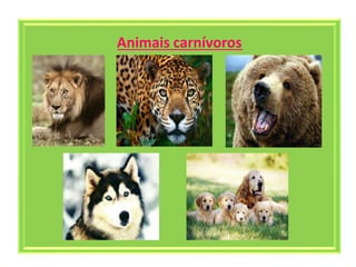 Animais carnívoros
 