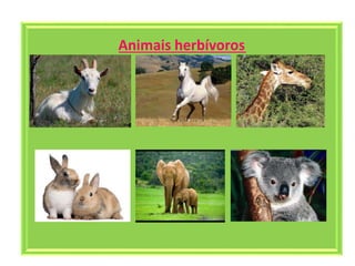 Animais herbívoros
 