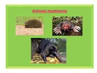 Animais insetívoros
 
