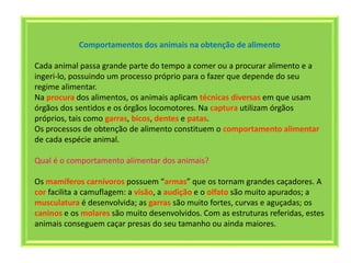 Comportamentos dos animais na obtenção de alimento
Cada animal passa grande parte do tempo a comer ou a procurar alimento e a
ingeri-lo, possuindo um processo próprio para o fazer que depende do seu
regime alimentar.
Na procura dos alimentos, os animais aplicam técnicas diversas em que usam
órgãos dos sentidos e os órgãos locomotores. Na captura utilizam órgãos
próprios, tais como garras, bicos, dentes e patas.
Os processos de obtenção de alimento constituem o comportamento alimentar
de cada espécie animal.
Qual é o comportamento alimentar dos animais?
Os mamíferos carnívoros possuem “armas” que os tornam grandes caçadores. A
cor facilita a camuflagem: a visão, a audição e o olfato são muito apurados; a
musculatura é desenvolvida; as garras são muito fortes, curvas e aguçadas; os
caninos e os molares são muito desenvolvidos. Com as estruturas referidas, estes
animais conseguem caçar presas do seu tamanho ou ainda maiores.
 
