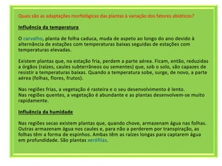 Quais são as adaptações morfológicas das plantas à variação dos fatores abióticos?
 