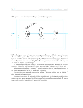 180                                                  Educación Básica de Adultos Ciencias Naturales Ministerio de Educación




El diagrama del mecanismo de inmunidad puede ser similar al siguiente:




A           A

                         Macrófago                  Linfocito T                        Linfocito B




Si A es el antígeno, la zona en la que se encuentra representa las barreras defensivas que corresponden
a la inmunidad inespecífica. Si esta última funciona adecuadamente el patógeno es controlado en ese
lugar. En general, esa defensa está representada por la piel, las mucosas, secreciones y jugos. Obviamente
que en ellas existe la cantidad y calidad de glóbulos blancos que mantienen controlados a todos aquellos
que pretendan ingresar a nuestro cuerpo.
	     Si esta barrera es vulnerada, se estimula el mecanismo de defensa específico. Allí entran en funciones
numerosas poblaciones de glóbulos blancos que en el esquema están representados por tres de ellos.
	     El macrófago que presenta al patógeno, a los linfocitos T que, a su vez, activan a los linfocitos B
a la producción de los anticuerpos (A1) específicos al antígeno.
	     Sin duda que el que permite la conexión es el linfocito T. Recordar posición clave del linfocito T
en el sistema de defensa específico.
	     Conocido el mecanismo de defensa, es más fácil entender cómo es estimulada la formación de los
anticuerpos, en el caso de la vacunación, al incorporar al antígeno totalmente neutralizado, de manera
de activar la formación de anticuerpos y la memoria inmunitaria.
 
