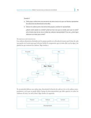 Segundo Nivel de Educación Básica Módulo II: Los seres vivos y su interacción con el ambiente                                59




                Ejemplo 2

                a.	 Cada grupo confecciona una secuencia de seres vivos en la que con flechas representan
                     las relaciones de alimentación entre ellos.

                b.	 Colocan la cadena junto a las de los otros grupos y analizan lo representado.

                	    ¿Quién come? ¿Quién es comido? ¿Cuál es el ser vivo que es comido, pero que no come?
                     ¿Es el mismo tipo de ser vivo en todas las cadenas representadas? Si es así, ¿cómo logra
                     sobrevivir sin matar para comer?


Sugerencias metodológicas
Las cadenas alimenticias diseñadas por los grupos pueden ser colocadas de manera que la base de cada
una quede en el centro para que la lectura facilite la comprensión que en todas ellas son las algas y las
plantas las que sostienen las cadenas. Algo similar a:



                    Pez grande                                                                  Vaca




                                          Pez pequeño




                                                              Algas - Plantas




                                            Conejo                                          Pulgón




                      Zorro                                                                                        Chinita




Se recomienda elaborar una cadena tipo, discutiendo la función de cada ser vivo en la cadena corres-
pondiente y en la que no puede faltar el grupo de descomponedores que debe aparecer en todos los
eslabones de ésta y no solo al final. Algo similar a lo siguiente:



                              Productor                           Herbívoro                            Carnívoro



                                                              Descomponedores
 