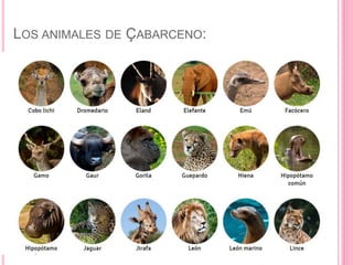 LOS ANIMALES DE ÇABARCENO:
 