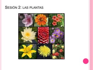 SESIÓN 2: LAS PLANTAS
 