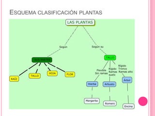ESQUEMA CLASIFICACIÓN PLANTAS
 