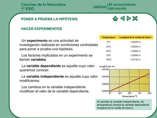 Ciencias de la Naturaleza
1º ESO
PONER A PRUEBA LA HIPÓTESIS
HACER EXPERIMENTOS
Un experimento es una actividad de
investigación realizada en condiciones controladas
para poner a prueba una hipótesis.
Los factores implicados en un experimento se
llaman variables.
La variable dependiente es aquella cuyo valor
queremos conocer.
La variable independiente es aquella cuyo valor
modificamos.
Los cambios en la variable independiente
modifican el valor de la variable dependiente.
El conocimiento
del mundoUNIDAD
Al cambiar la variable independiente, (la
temperatura) cambia la variable dependiente
(longitud de la varilla de hierro).
Temperatura Longitud de la varilla de hierro
0ºC 1,00000 m
25ºC 1,00030 m
50ºC 1,00060 m
75ºC 1,00090 m
100ºC 1,00120 m
 