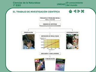 Ciencias de la Naturaleza
1º ESO
EL TRABAJO DE INVESTIGACIÓN CIENTÍFICA
El conocimiento
del mundoUNIDAD
PREGUNTA O PROBLEMA INICIAL
Clara y concreta
EMISIÓN DE HIPÓTESIS
Respuesta provisional.Contrastable
OBSERVACIÓN EXPERIMENTACIÓN
OBTENCIÓN DE RESULTADOS
DISCUSIÓN Y CONCLUSIONES
COMUNICACIÓN
 