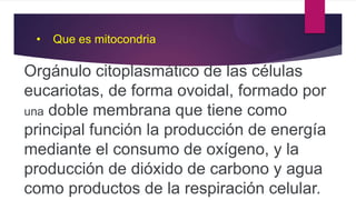 • Que es mitocondria
Orgánulo citoplasmático de las células
eucariotas, de forma ovoidal, formado por
una doble membrana que tiene como
principal función la producción de energía
mediante el consumo de oxígeno, y la
producción de dióxido de carbono y agua
como productos de la respiración celular.
 