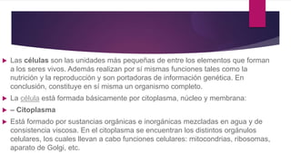  Las células son las unidades más pequeñas de entre los elementos que forman
a los seres vivos. Además realizan por sí mismas funciones tales como la
nutrición y la reproducción y son portadoras de información genética. En
conclusión, constituye en sí misma un organismo completo.
 La célula está formada básicamente por citoplasma, núcleo y membrana:
 – Citoplasma
 Está formado por sustancias orgánicas e inorgánicas mezcladas en agua y de
consistencia viscosa. En el citoplasma se encuentran los distintos orgánulos
celulares, los cuales llevan a cabo funciones celulares: mitocondrias, ribosomas,
aparato de Golgi, etc.
 