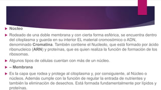  Núcleo
 Rodeado de una doble membrana y con cierta forma esférica, se encuentra dentro
del citoplasma y guarda en su interior EL material cromosómico o ADN,
denominado Cromatina. También contiene el Nucleolo, que está formado por ácido
ribonucleico (ARN) y proteínas, que es quien realiza la función de formación de los
ribosomas.
 Algunos tipos de células cuentan con más de un núcleo.
 – Membrana
 Es la capa que rodea y protege al citoplasma y, por consiguiente, al Núcleo o
núcleos. Además cumple con la función de regular la entrada de nutrientes y
también la eliminación de desechos. Está formada fundamentalmente por lípidos y
proteínas.
 