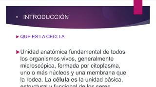 • INTRODUCCIÓN
 QUE ES LA CECI LA
Unidad anatómica fundamental de todos
los organismos vivos, generalmente
microscópica, formada por citoplasma,
uno o más núcleos y una membrana que
la rodea. La célula es la unidad básica,
 