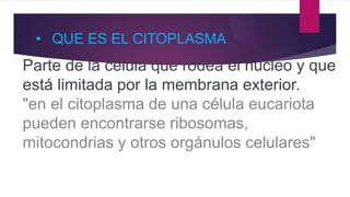 Parte de la célula que rodea el núcleo y que
está limitada por la membrana exterior.
"en el citoplasma de una célula eucariota
pueden encontrarse ribosomas,
mitocondrias y otros orgánulos celulares"
• QUE ES EL CITOPLASMA
 