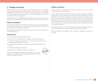 173Sugerencias metodológicas - Unidad 4
Trabajo en ciencias
Organice grupos de trabajo (máximo cuatro integrantes) y revise los materiales
por grupo. Recuerde que puede dejar algunas de las bandejas en un refrigerador
(congelador) del colegio, y otras, enviárlas a casas de algunos alumnos, con algunos
de los apoderados que puedan ayudar con este procedimiento. Pída que las
devuelvan al colegio 10 días después.
La bandeja que irá al congelador simulará el invierno y aquella que quede bajo la
lámpara, o al sol, simulará las temperaturas más elevadas de la primavera y el verano
Observo y pregunto
Recuerde con sus alumnos las características de las cuatro estaciones enfatizando en
las diferencias de temparatura. Luego, guíe los trabajos por grupo, dándoles tiempo
para responder las preguntas de esta sección.
Antes de realizar el experimento haga una puesta en común con las respuestas de
los diferentes grupos.
Experimento
Dé a sus estudiantes las siguientes instrucciones.
1. Coloquen la misma cantidad de tierra, semillas y agua en las dos bandejas.
2. Una de las bandejas deben colocarla cerca de una ventana e iluminarla con una
lámpara (para aumentar la temperatura).
3. La otra bandeja pónganla en un congelador (simulando las temperaturas del
invierno).
4. Observen las bandejas 10 días después.
Luego pídales que completen el cuadro de la página 143.
Si uno de los integrantes del grupo se lleva la bandeja a su casa para
dejarla en su congelador, pida ayuda al apoderado para que esté al
tanto de su trabajo y le ayude.
Analizo y comunico
Cuando tengan sus observaciones registradas, organice al curso en grupos
nuevamente y comente los resultados.
Luego trabaje las preguntas. El objetivo es que los estudiantes descubran, mediante
la observación, que las semillas que estuvieron expuestas a temperaturas más altas
germinaron, en cambio las semillas que estuvieron expuestas a temperaturas más
bajas no germinaron. Esta idea, deben relacionarla con las estaciones del año más
frías (otoño, invierno) y más cálidas (primavera, verano). Por tal razón, la germinación
de las semillas se relaciona con la temperatura de las distintas estaciones, siendo más
común que germinen en las estaciones más cálidas, ya que las semillas necesitan de
una temperatura óptima.
Al trabajar la pregunta c. no les mencione que están evaluando su hipótesis, para que
no se compliquen con el concepto. Déjelos que lo hagan intuitivamente.
Pídales que realicen el punto d. en forma individual y compartan su dibujo con
su grupo.
 