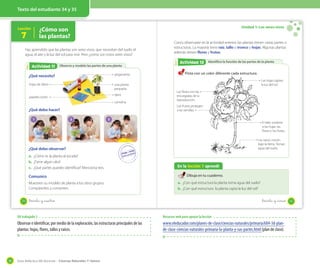 Guía didáctica del docente – Ciencias Naturales 1º básico50
Texto del estudiante 34 y 35
Lección
7
¿Cómo son
las plantas?
Observo y modelo las partes de una plantaActividad 2Actividad 11
Has aprendido que las plantas son seres vivos, que necesitan del suelo, el
agua, el aire y la luz del sol para vivir. Pero ¿cómo son estos seres vivos?
¿Qué necesito?
¿Qué debo hacer?
1 2 3
¿Qué debo observar?
a. ¿Cómo es la planta al tocarla?
b. ¿Tiene algún olor?
c. ¿Qué partes puedes identificar? Menciona tres.
Comunico
Muestren su modelo de planta a los otros grupos.
Compárenlos y comenten.
cartulina
tijera
una planta
pequeña
hojas de diario
papeles lustre
pegamento
34 _treinta y _cuatro
Unidad 1: Los seres vivos
Identifico la función de las partes de la plantaActividad 2Actividad 12
Como observaste en la actividad anterior, las plantas tienen varias partes o
estructuras. La mayoría tiene raíz, tallo o tronco y hojas. Algunas plantas
además tienen flores y frutos.
Pinta con un color diferente cada estructura.
El tallo sostiene
a las hojas, las
flores y los frutos.
Los frutos protegen
a las semillas.
Las flores son las
encargadas de la
reproducción.
En la lección 7 aprendí
Dibuja en tu cuaderno.
a. ¿Con qué estructura la planta toma agua del suelo?
b. ¿Con qué estructura la planta capta la luz del sol?
Las hojas captan
la luz del sol.
Las raíces crecen
bajo la tierra. Toman
agua del suelo.
35_treinta y _cinco
OA trabajado 3
Observar e identificar, por medio de la exploración, las estructuras principales de las
plantas: hojas, flores, tallos y raíces.
Recursos web para apoyar la lección
www.eleducador.com/planes-de-clase/ciencias-naturales/primaria/684-3d-plan-
de-clase-ciencias-naturales-primaria-la-planta-y-sus-partes.html (plan de clase).
 