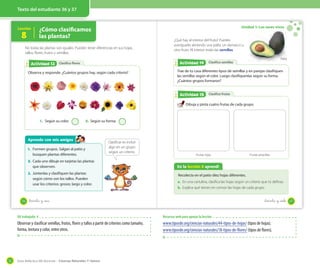 Guía didáctica del docente – Ciencias Naturales 1º básico52
Texto del estudiante 36 y 37
Lección
8
¿Cómo clasiﬁcamos
las plantas?
Clasifico floresActividad 2Actividad 13
No todas las plantas son iguales. Pueden tener diferencias en sus hojas,
tallos, flores, frutos y semillas.
Observa y responde: ¿Cuántos grupos hay, según cada criterio?
1. Según su color. 2. Según su forma.
Clasificar es incluir
algo en un grupo
según un criterio.
Aprendo con mis amigos
1. Formen grupos. Salgan al patio y
busquen plantas diferentes.
2. Cada uno dibuje en tarjetas las plantas
que observen.
3. Júntenlas y clasifiquen las plantas
según cómo son los tallos. Pueden
usar los criterios: grosor, largo y color.
36 _treinta y _seis
Unidad 1: Los seres vivos
Clasifico frutasActividad 2Actividad 15
Clasifico semillasActividad 2Actividad 14
¿Qué hay al interior del fruto? Puedes
averiguarlo abriendo una palta, un damasco u
otro fruto. Al interior están las semillas.
Trae de tu casa diferentes tipos de semillas y en parejas clasifiquen
las semillas según el color. Luego clasifíquenlas según su forma.
¿Cuántos grupos formaron?
Dibuja y pinta cuatro frutas de cada grupo.
En la lección 8 aprendí
Recolecta en el patio diez hojas diferentes.
a. En una cartulina, clasifica las hojas según un criterio que tú definas.
b. Explica qué tienen en común las hojas de cada grupo.
Frutas rojas Frutas amarillas
Palta
37_treinta y _siete
OA trabajado: 4
Observar y clasificar semillas, frutos, flores y tallos a partir de criterios como tamaño,
forma, textura y color, entre otros.
Recursos web para apoyar la lección
www.tiposde.org/ciencias-naturales/44-tipos-de-hojas/ (tipos de hojas).
www.tiposde.org/ciencias-naturales/18-tipos-de-flores/ (tipos de flores).
 
