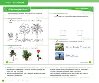 Texto del estudiante 12 y 13
Guía didáctica del docente – Ciencias Naturales 1º básico56
Texto del estudiante 40 y 41
¿Qué estoy aprendiendo?
Identificar las estructuras de las plantas
1. Pinta con colores diferentes las raíces, las flores, los tallos y las
hojas.
Clasificar semillas, frutos, flores y tallos
2. Marca con un ✔ los tallos que son verdes y delgados.
Realiza las siguientes actividades. Al finalizar, revisa con tu profesor y
pinta las huellas de Monti según tus logros.
40 _cuarenta
Unidad 1: Los seres vivos
Clasificar semillas, frutos, flores y tallos
3. Dibuja en los maceteros flores que correspondan a cada grupo.
Reconocer animales y plantas de Chile
4. Completa el nombre y comenta dónde vive cada uno.
R n _ta _de D _rw n
Ara car
3 flores amarillas 2 flores rojas
Unidad 1: Los seres vivos
41_cuarenta y _uno
OA evaluado: 3, 4 y 5
3. Observar e identificar, por medio de la exploración, las estructuras principales de las
plantas: hojas, flores, tallos y raíces.
4. Observar y clasificar semillas, frutos, flores y tallos a partir de criterios como tamaño,
forma, textura y color, entre otros.
5. Reconocer y comparar diversas plantas y animales de nuestro país, considerando las
características observables y proponiendo medidas para su cuidado.
Evaluar los contenidos y habilidades trabajadas en las lecciones 7, 8 y 9. Evaluar los
contenidos y habilidades trabajadas en las lecciones 7, 8 y 9.
 