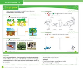 Guía didáctica del docente – Ciencias Naturales 1º básico60
Texto del estudiante 12 y 13Texto del estudiante 44 y 45
Evaluación final
Pida a los alumnos que desarrollen los ítems individualmente. Al finalizar es importante que
revise los resultados y asigne un puntaje a cada actividad (de 1 a 3, según el nivel de logro).
Cuando el alumno conozca su puntaje, puede traspasarlo a las huellas de Monti, pintando las
que corresponden.
Lo que aprendí
Reconocer características de los seres vivos
1. Dibuja la etapa que falta en cada historia.
Reconocer características de los seres vivos
2. Marca con un ✔ a los que necesitan agua y aire para vivir.
Realiza las siguientes actividades. Al finalizar, revisa con tu profesor y
pinta las huellas de Monti según tus logros.
2 2 2
44 _cuarenta y _cuatro
Unidad 1: Los seres vivos
Comparar animales
3. Pinta con a aquellos animales que tienen escamas y
con a los que tienen plumas.
Comparar animales
4. Dibuja el hábitat de cada uno de estos animales.
Tiburón Pingüino
Flamenco PingüinoLagartija Cocodrilo
45_cuarenta y _cinco
Respuestas esperadas
1. Pato joven y planta joven con raíz y tallo.
2. Árbol y niño.
3. Plumas: flamenco y pingüino; Escamas: lagartija y cocodrilo.
4. Tiburónenelmar;pingüinoenelPoloSur.
 