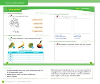 Texto del estudiante 12 y 13
Guía didáctica del docente – Ciencias Naturales 1º básico62
Texto del estudiante 46 y 47
Clasificación de las frutas
Lo que aprendí
Identificar las estructuras de las plantas
5. Une la estructura con su función.
Clasificar semillas, frutos, tallos y flores
6. Observa las fotografías y clasifica marcando con un ✔ en la
tabla.
A B C D
Fruta Forma redonda Color verde
A
B
C
D
Capta la luz del sol.
Sostiene las hojas.
Protege las semillas.
Capta agua del suelo.
46 _cuarenta y _seis
Unidad 1: Los seres vivos
Reconocer animales y plantas de Chile
7. Lee y dibuja según sus características.
•
Proponer medidas para el cuidado de seres vivos de Chile
8. Dibuja una acción para proteger el hábitat de la ranita de Darwin.
• Planta de Chile.
• Alcanza grandes alturas.
• Tiene forma de paraguas.
• Planta de Chile.
• Vive en el norte.
• Tiene espinas.
47_cuarenta y _siete
Al finalizar la evaluación final, pída a cada alumno que cuente cuantas huellas tiene en
total y según ese total, avance en el camino de Mis logros en la página 47 del Texto del
estudiante. Aquí quedará graficado los resultados de la evaluación y cada estudiante
recorta esa página y la lleva a casa para mostrar los resultados.
5. Raíz: capta el agua desde el suelo; tallo: sostiene las hojas; hojas: captan la luz
del sol; fruto: protege las semillas.
6. Redondas: manzana, naranja y uvas; verdes: manzana y uvas.
7. Araucaria y copiapoa.
Respuestas esperadas
 