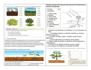  Leo ycomprendo
Las plantasno necesitandesplazarse,perosí,se mueven,losmovimientosde
lasplantasrespondenaciertosfactores,comola luzy lafuerzade la
gravedad. Lostallosy lashojasde unaplanta siempre se orientanycrecen
hacia laluz.La raíz por el contrario siempre crece yse orientahaciael centro
de la tierra,esdeciren funciónde lafuerzade la gravedad.
Observalasfotografíasy completalasoraciones.
La semillaabsorbe aguayaparece la _________
La raíz crece y se orientahacia______________ y empiezaaparecerel tallo
El tallocrece y se orientahacia___________ al igual que lashojas.
Escribe el número de cada paso del proceso de la fotosíntesis en
donde corresponda.
o Escribe V si el enunciado es verdadero o F si el enunciado es
falso.
_____ Las plantas obtienen su alimento mediante un proceso
llamado respiración.
___ La mezcla de sales y sales minerales se llama savia
elaborada.
____ La savia elaborada es el alimento de las plantas
___ Según el tallo las plantas se clasifican en gimnospermas y
angiospermas.
___ El tronco de los árboles es leñoso, grueso y rígido.
__ Los musgos y los Helechos son plantas con flores.
Proceso de
fotosíntesis.
1. Agua y sales
minerales.
2. Savia bruta
3. Energía Solar
4. Dióxido de
carbono
5. Clorofila
6. Savia elaborada
7. Oxígeno
 