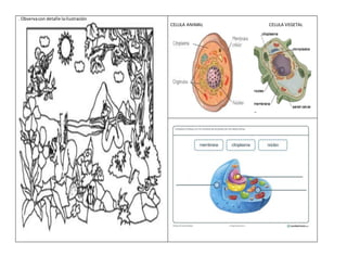 . Observacon detalle lailustración
CELULA ANIMAL CELULA VEGETAL
 