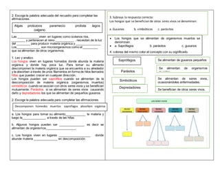 2. Escoge la palabra adecuada del recuadro para completar las
afirmaciones.
Las _____________viven en lugares como océanos ríos,
________ y pertenecen al reino ___________ , necesitan de la luz
del ________ para producir materia orgánica y _______________
Los______________ son microorganismos como el _________
que se alimentan de otros organismos.
1. Leo y analizo.
Los hongos viven en lugares húmedos donde abunda la materia
orgánica y donde hay poca luz. Para tomar su alimento
descomponen la materia orgánica que se encuentra a su alrededor
y la absorben a través de unos filamentos en forma de hilos llamados
hifas que pueden crecer en cualquier dirección.
Los hongos pueden ser saprófitos cuando se alimentan de la
descomposición de materia orgánica (organismos muertos)
simbióticos cuando se asocian con otros seres vivos y se benefician
mutuamente. Parásitos si se alimentan de seres vivos causando
daño y depredadores los que se alimentan de pequeños gusanos
2. Escoge la palabra adecuada para completar las afirmaciones.
a. Los hongos para tomar su alimento____________ la materia y
luego la______________ a través de las hifas.
b. Algunos hongos pueden ser _______________ es decir se
alimentan de organismos__________________
c. Los hongos viven en lugares ___________________ donde
abunde materia ______________ en descomposición
Algas protozoos paramecio protista lagos
oxígeno
Descomponen húmedos muertos saprófagos absorben orgánica
 Los hongos que se alimentan de organismos muertos se
denominan.
 a. Saprófagos b. parásitos c. gusanos
4. colorea del mismo color el concepto con su significado.
Saprófagos
Parásitos
Simbióticos
Depredadores
Se alimentan de gusanos pequeños
Se alimentan de organismos
muertos.
Se alimentan de seres vivos,
ocasionándoles enfermedades.
Se benefician de otros seres vivos.
3. Subraya la respuesta correcta:
Los hongos que se benefician de otros seres vivos se denominan:
a. Gusanos b. simbióticos c. parásitos
 